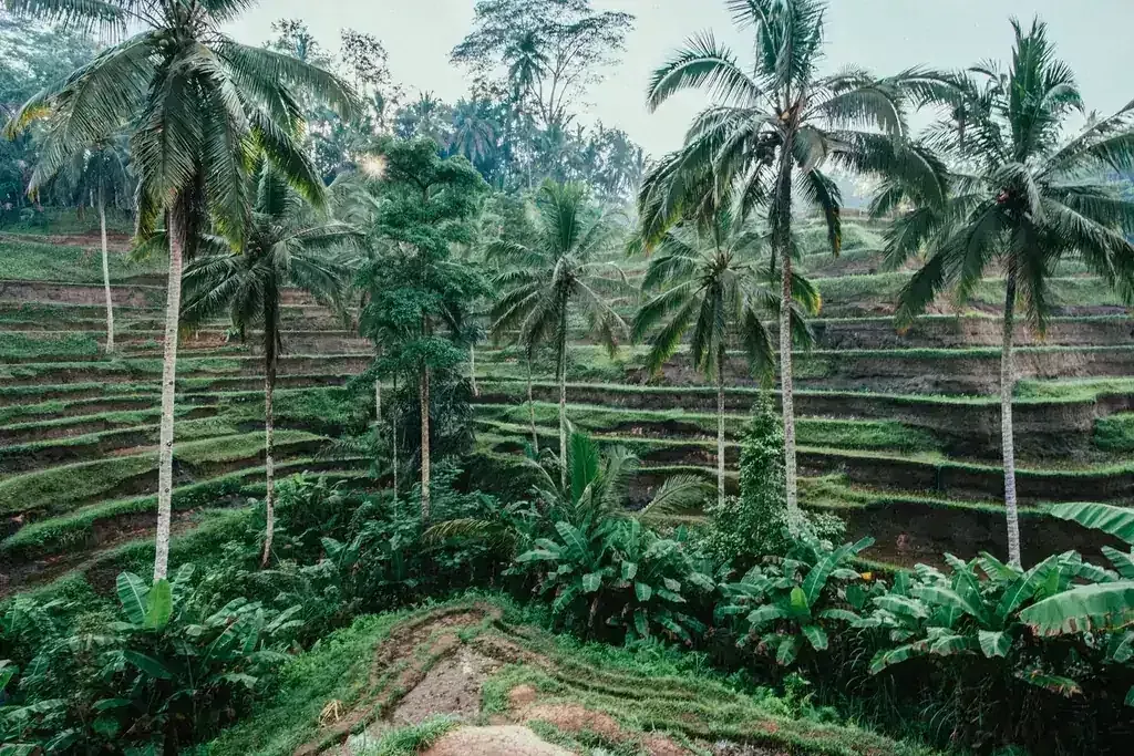 Segelas kopi susu gula aren di meja kayu dekat jendela
