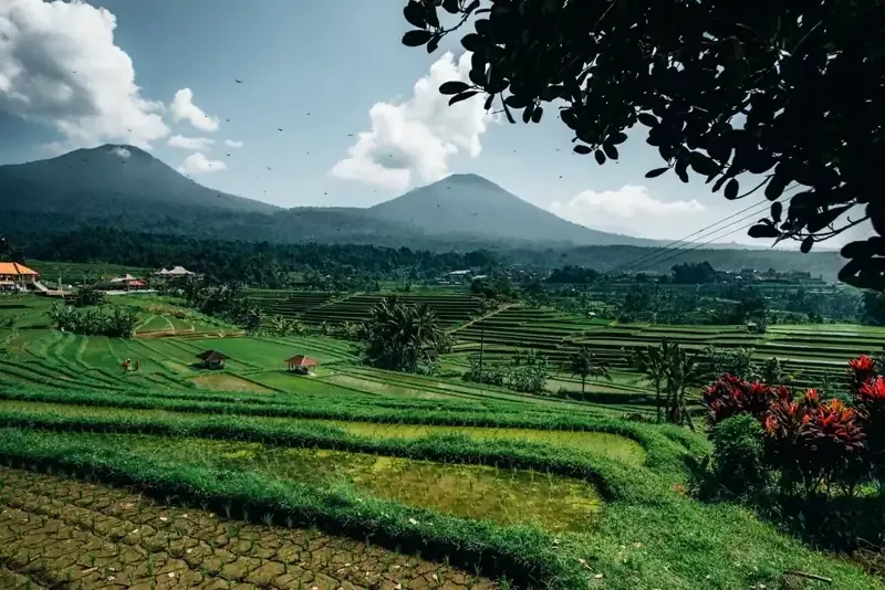 Pisang goreng keju di atas piring